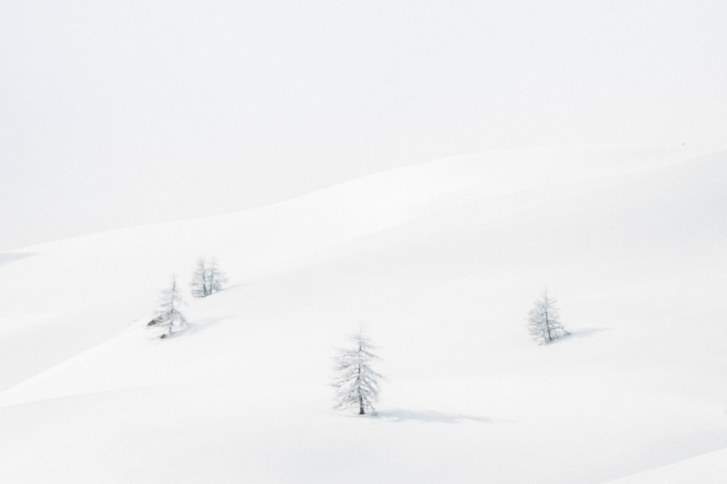 Arbres solitaires en hiver à Valloire