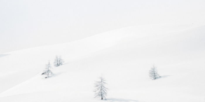 Arbres solitaires en hiver à Valloire